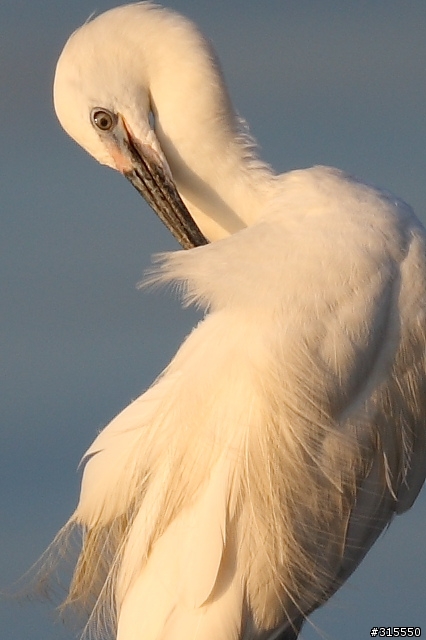 EF 800mm f5.6L IS 閩江河口 共同的牽掛