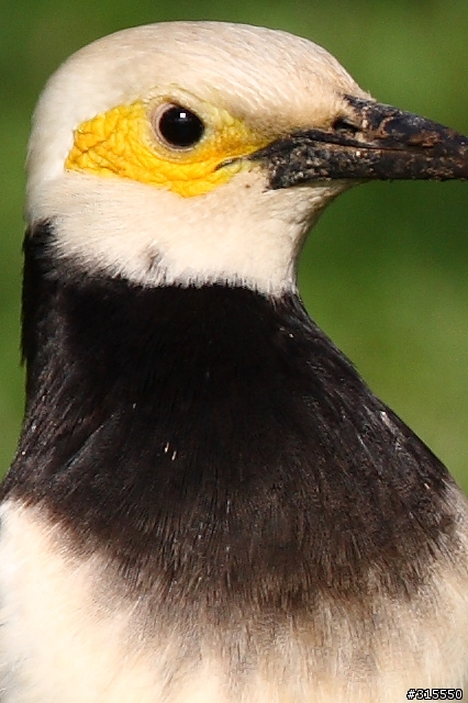 EF 800mm f5.6L IS 閩江河口 共同的牽掛