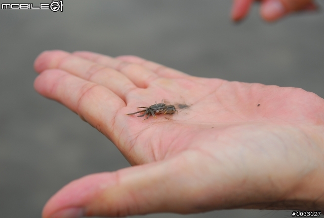 [遊記]2008.06.07 台中梧棲、高美單車輕鬆行(硬斗啊)