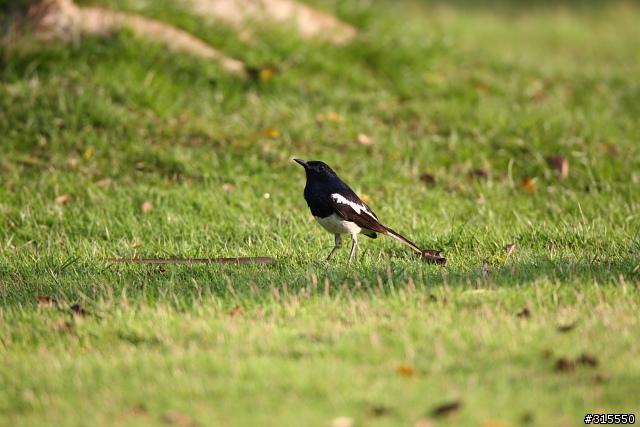 EF 800mm f5.6L IS 閩江河口 共同的牽掛