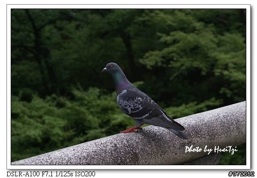 [景點]日本--京都 五条坂 (往清水寺)花草怡人的古街道