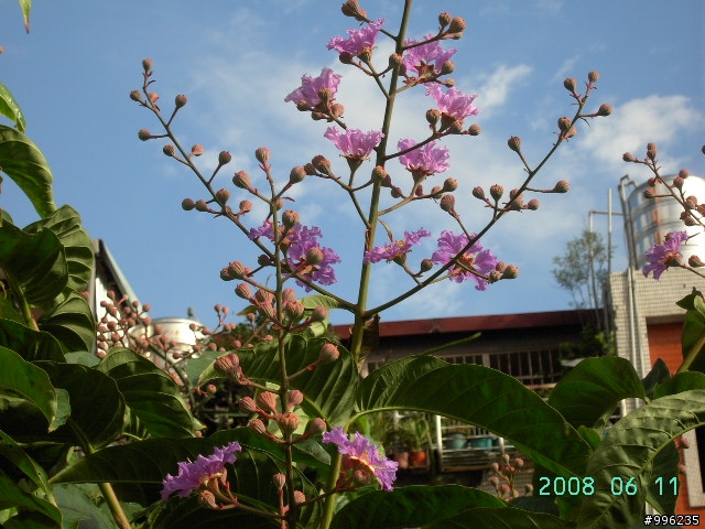 大花紫薇花季-新莊運動公園