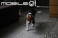 CANON EOS 1d mark III更新對焦元件後表現"超"滿意