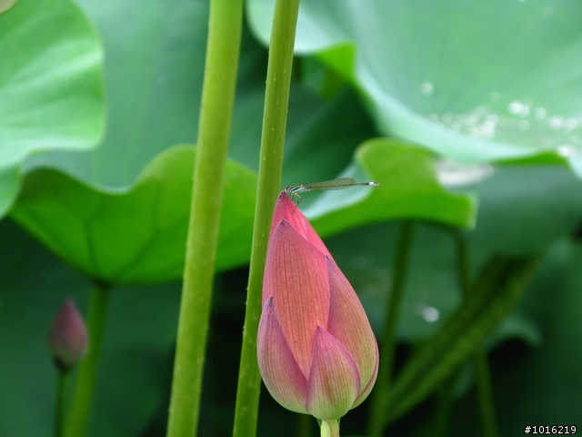 中興新村荷花池-G9