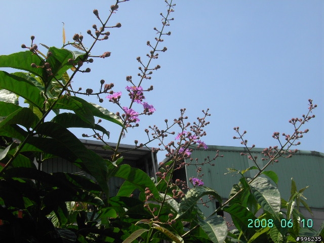 大花紫薇花季-新莊運動公園