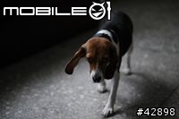 CANON EOS 1d mark III更新對焦元件後表現"超"滿意