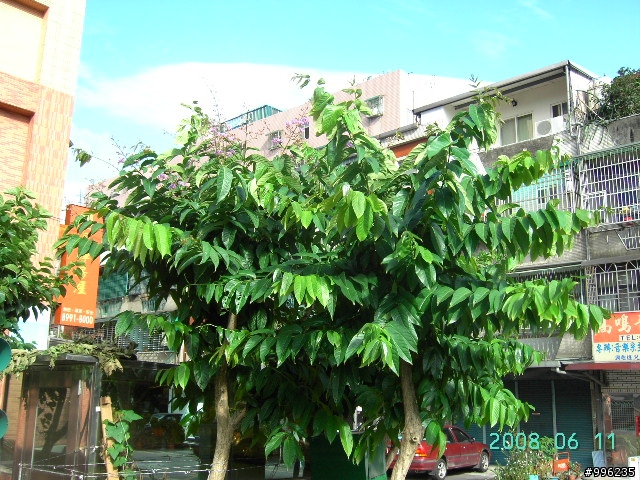 大花紫薇花季-新莊運動公園