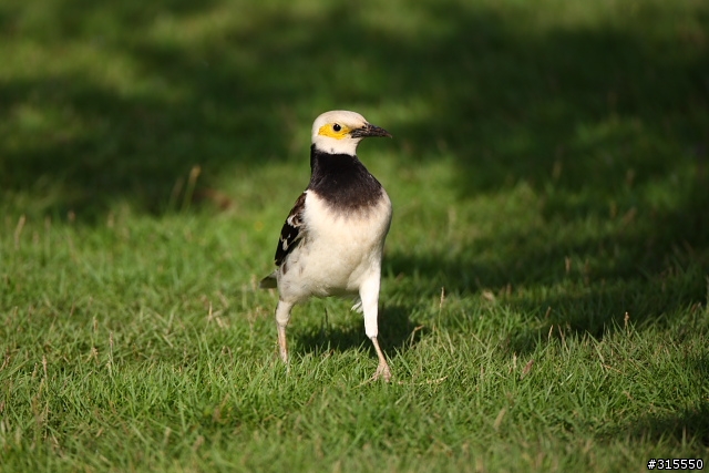 EF 800mm f5.6L IS 閩江河口 共同的牽掛