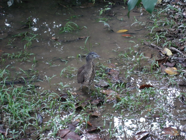 [不知何種鳥]  台北植物園 (剛好位於台灣藝術館後面)