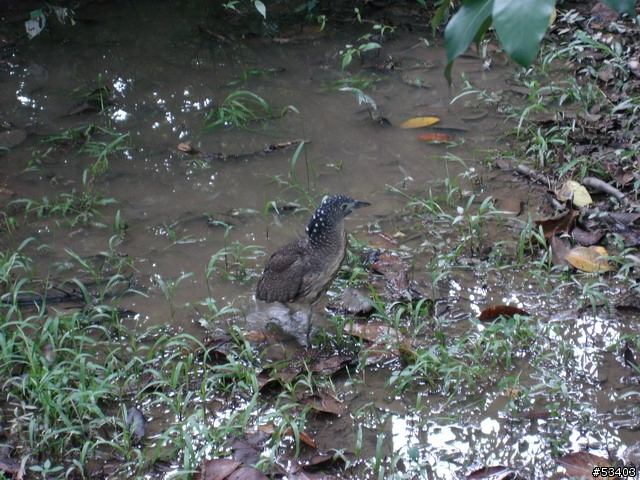 [不知何種鳥]  台北植物園 (剛好位於台灣藝術館後面)