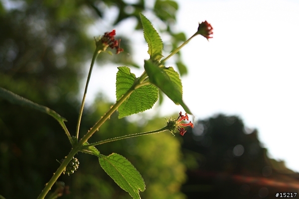 分享Canon 24mm/F2.8定焦鏡