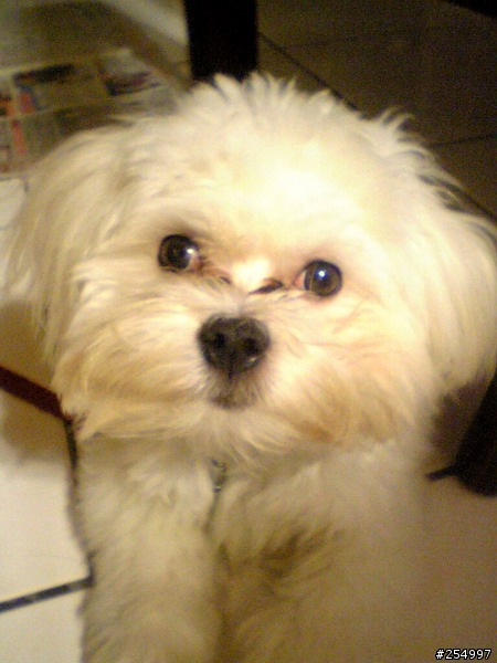 [--協尋--]基隆.遺失愛犬,馬爾濟斯