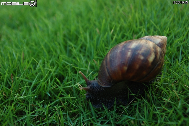 老鏡vivitar 28-105mm f2.8-3.8 macro