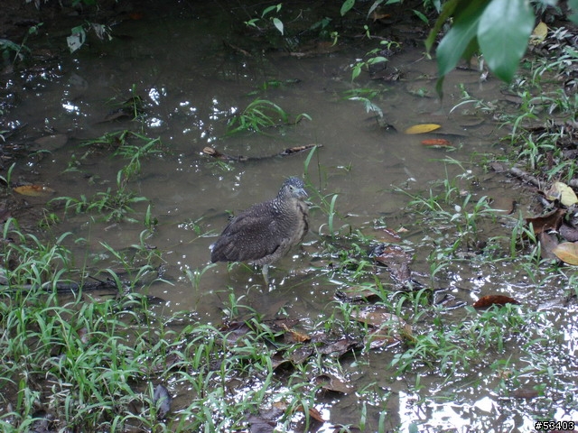 [不知何種鳥]  台北植物園 (剛好位於台灣藝術館後面)