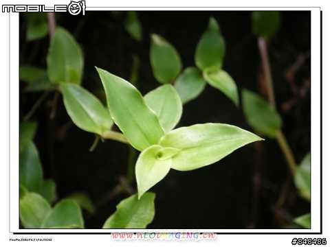 [開箱分享]當Salt Peanuts 鹹花生 遇上Z20~