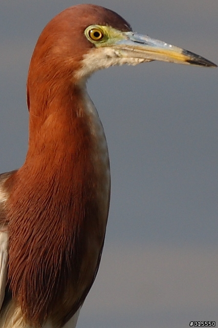 EF 800mm f5.6L IS 閩江河口 共同的牽掛