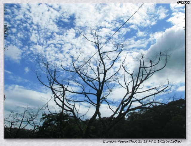 Canon S5 IS  分享照