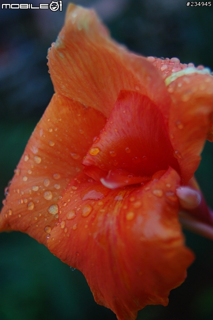 老鏡vivitar 28-105mm f2.8-3.8 macro