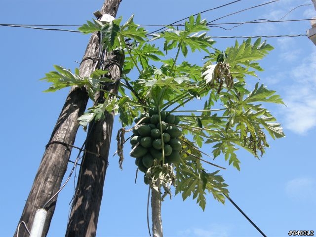 台灣琉球 -之- 海水正藍