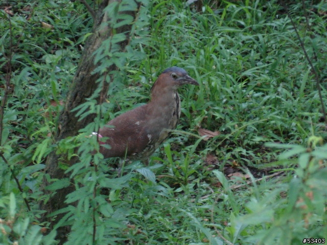 [不知何種鳥]  台北植物園 (剛好位於台灣藝術館後面)