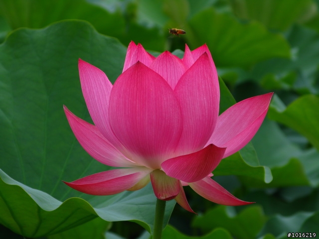 中興新村荷花池-G9