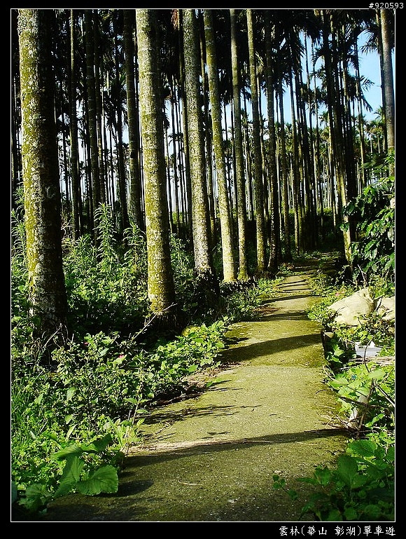 [遊記分享]雲林華山樟湖單車遊