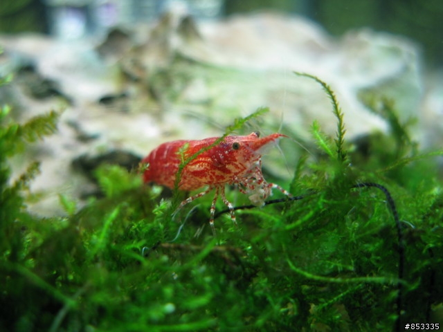 孔雀魚可以幾天不餵食??
