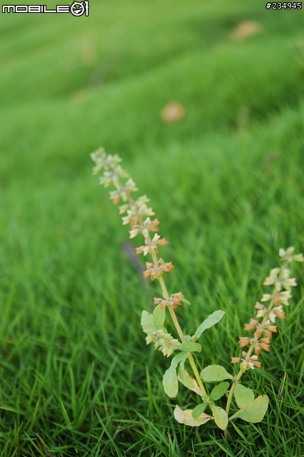 老鏡vivitar 28-105mm f2.8-3.8 macro