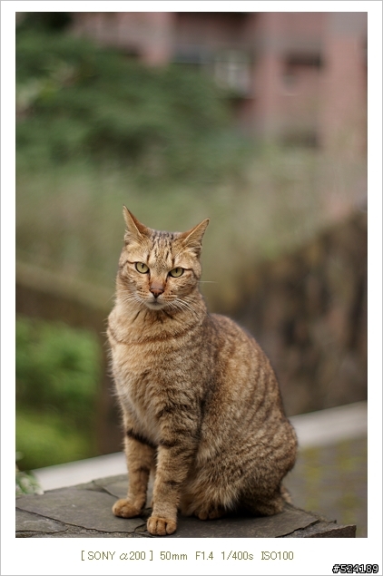 明亮之眼，50mm F1.4