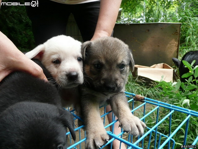 請幫忙轉貼小小狗認養