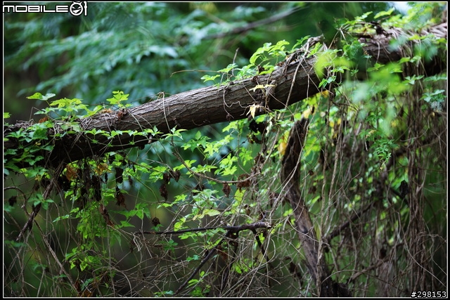 頂尖對決:Canon EF 200mm f/2L IS USM vs Canon EF 200mm f/1.8L USM 鏡皇正面PK戰