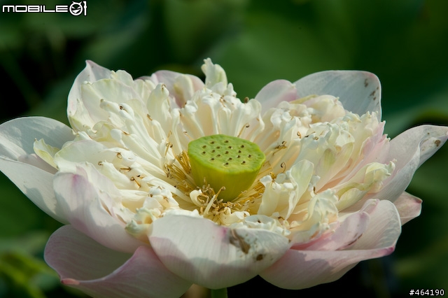[開箱 ](10/14新增麗星郵輪沖繩行)Tamron A20 AF28-300/3.5-6.3  XR Di LD Asph. IF Macro VC for Nikon