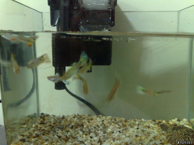 孔雀魚兒 & 大肚魚兒  (魚兒都找到主人兒了唷!!!)