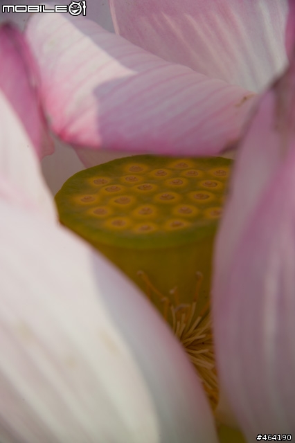 [開箱 ](10/14新增麗星郵輪沖繩行)Tamron A20 AF28-300/3.5-6.3  XR Di LD Asph. IF Macro VC for Nikon
