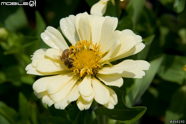 [開箱 ](10/14新增麗星郵輪沖繩行)Tamron A20 AF28-300/3.5-6.3  XR Di LD Asph. IF Macro VC for Nikon