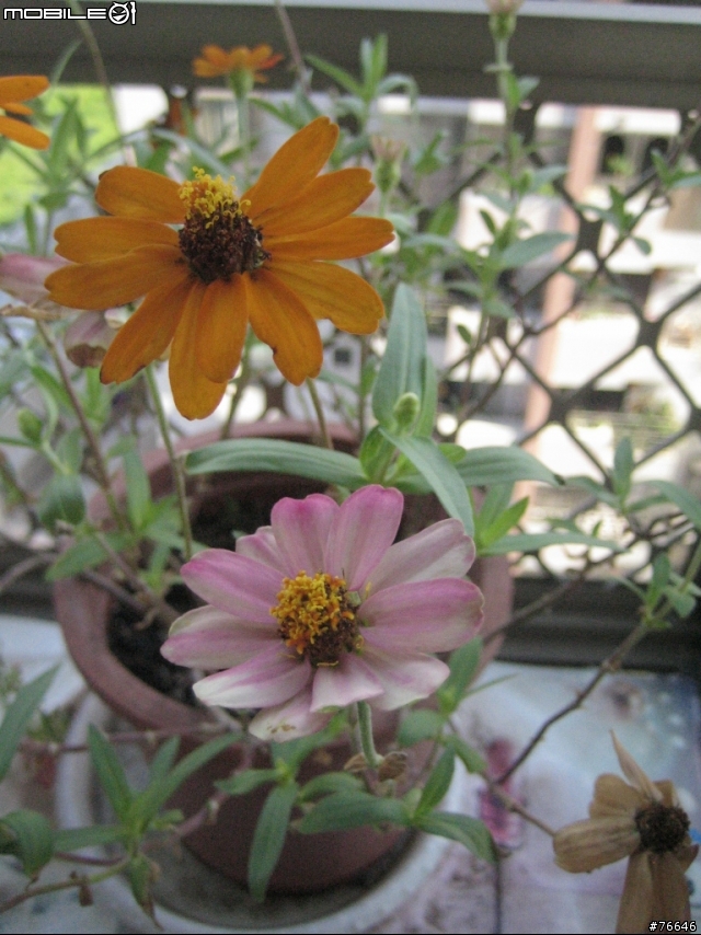 [分享]我的‧秘密花園