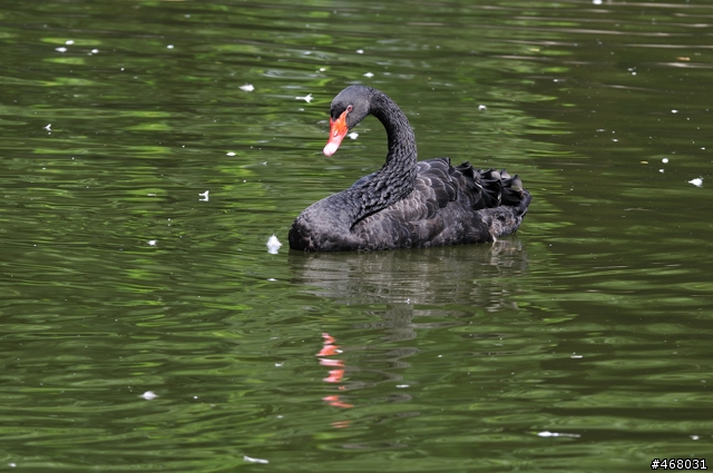 [第四篇開箱分享]~SIGMA : APO 100-300mm F4 EX IF DG HSM~長焦有其不同樂趣！