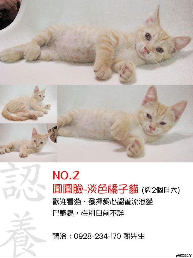 小橘貓認養喔 (更正是七隻小橘貓...)