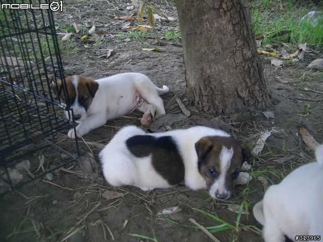 [送養]6隻從風雨交加的颱風天搶救回來的米克斯幼犬(台南)