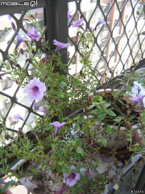 [分享]我的‧秘密花園