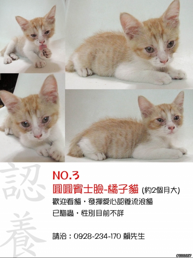 小橘貓認養喔 (更正是七隻小橘貓...)