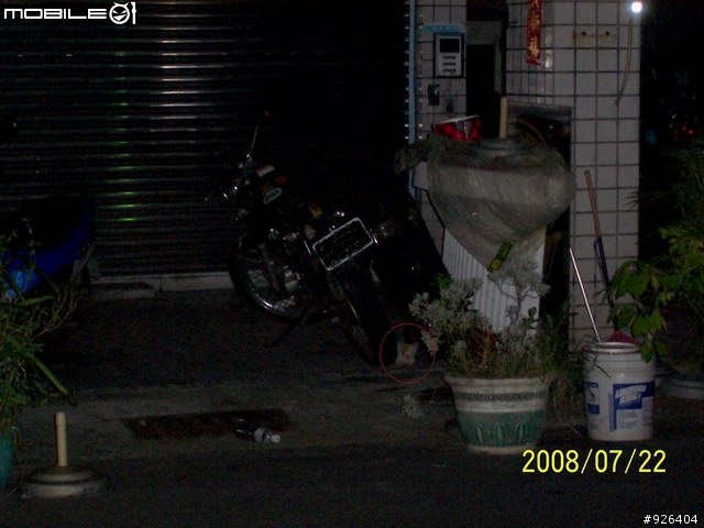 老男人與小幼貓..... 水煙殺蟲和馬路(兩歲)