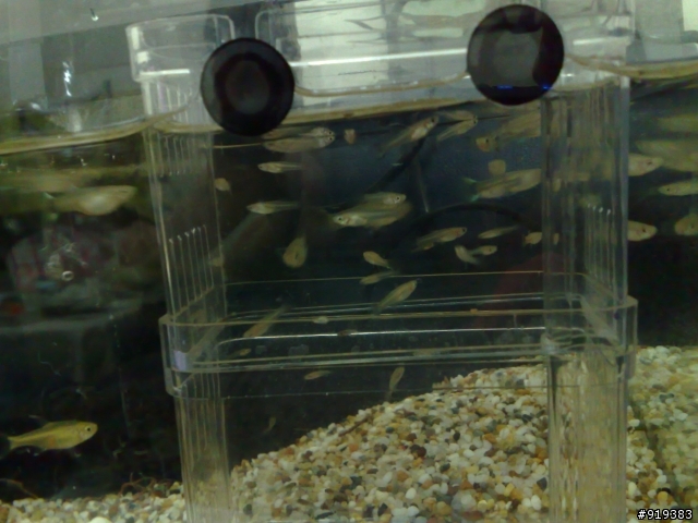 孔雀魚兒 & 大肚魚兒  (魚兒都找到主人兒了唷!!!)