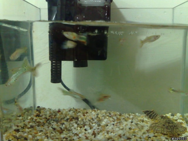 孔雀魚兒 & 大肚魚兒  (魚兒都找到主人兒了唷!!!)