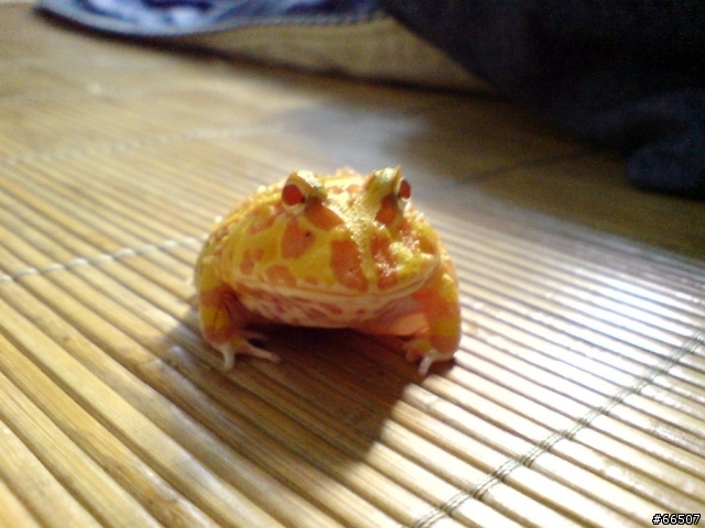 我家的肥蛙...