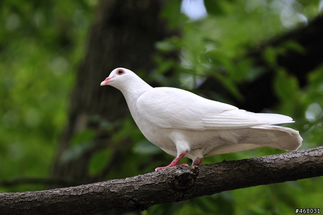 [第四篇開箱分享]~SIGMA : APO 100-300mm F4 EX IF DG HSM~長焦有其不同樂趣！