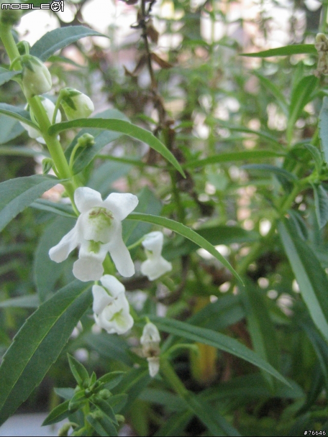[分享]我的‧秘密花園