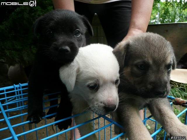 請幫忙轉貼小小狗認養