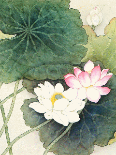 [240x320]夏荷(二代)