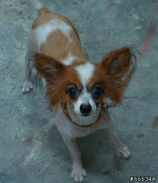 中市中清交流道旁果菜市場拾獲一隻蝴蝶犬